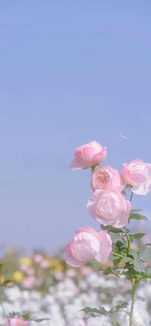 盘点那些很浪漫的ins氛围感高清壁纸鲜花壁纸yyds