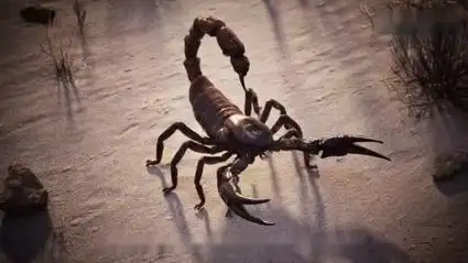 了解蝎子的身体构造