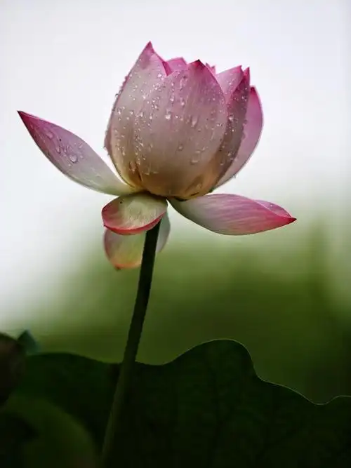 夏天雨荷非常漂亮 - 美篇