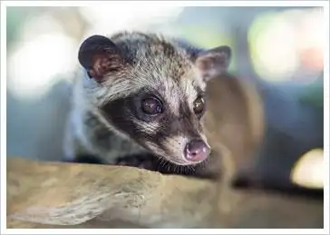 如遭白鼻心咬伤 健保给付免疫球蛋白