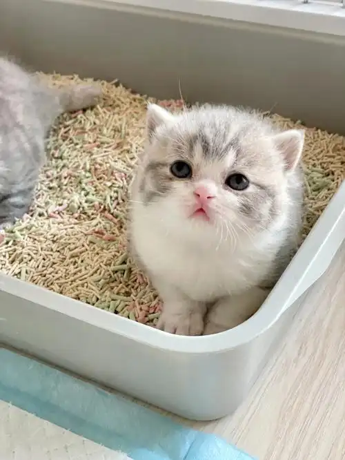 猫  #我的萌宠  #英短