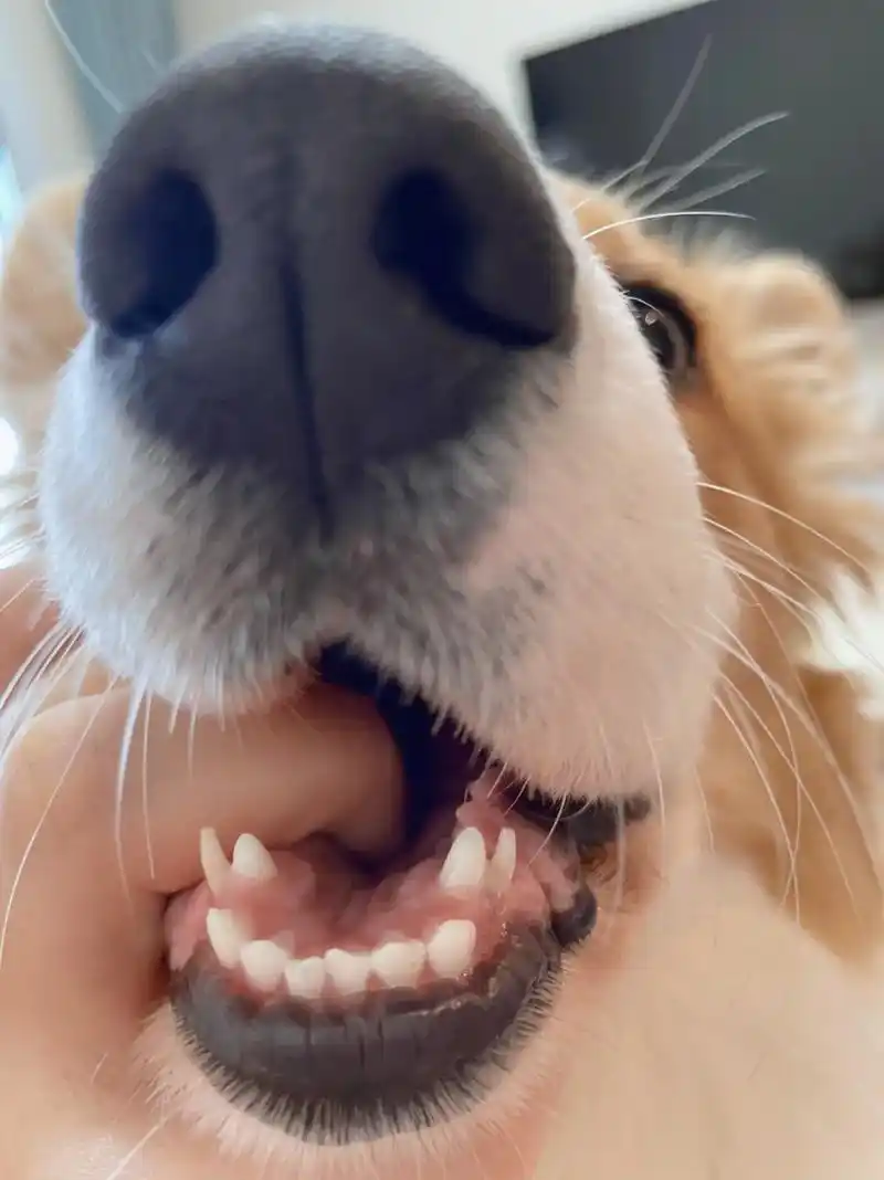 柯基 #双排牙 糊涂目前6个月,换牙出现双排情况,需不需要 - 抖音