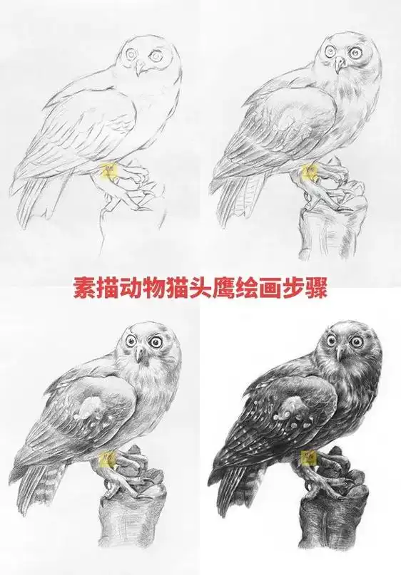 素描动物绘画鹰手绘步骤.