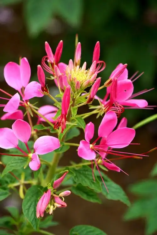 醉蝶花,不醉蝶,却自醉 - 简书