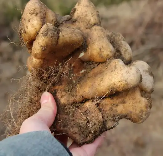 山药多少钱一斤(野山药)