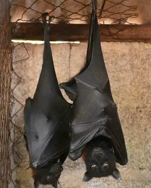 家里有蝙蝠怎么办