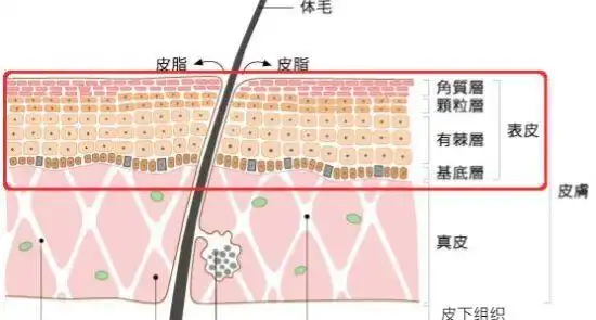 表皮是皮肤最外面的一层,平均厚度为0.
