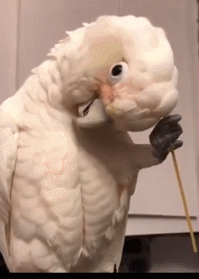 219_308gif 动态图 动图