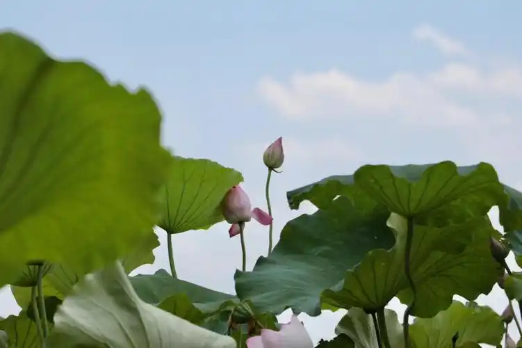 天空下的荷花