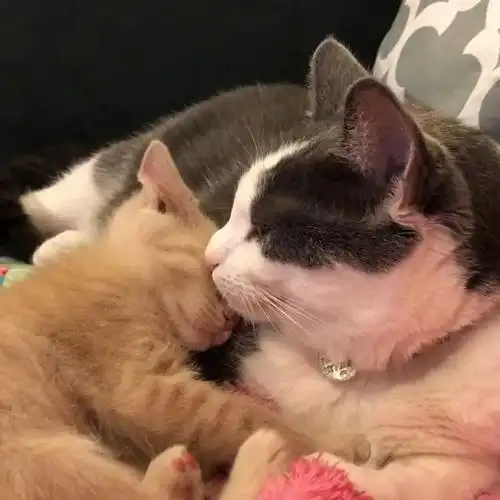 流浪猫被领养后,抱上了家里喵星人大腿,天天各种秀恩爱羡煞旁人