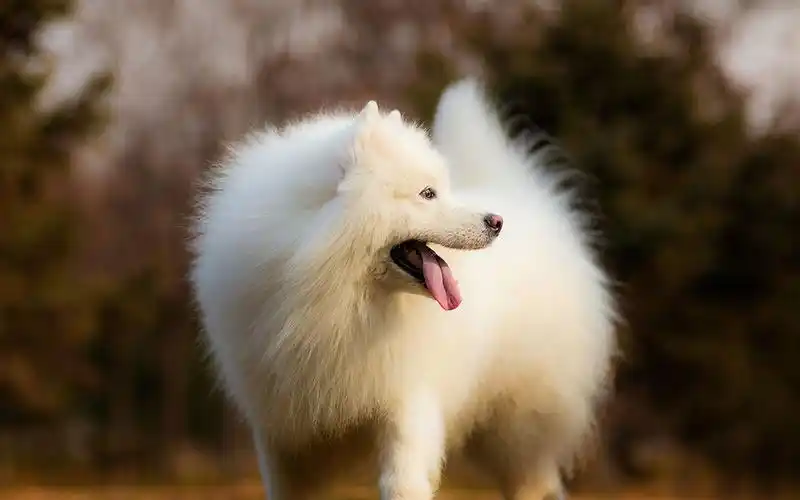 超可爱萌宠萨摩耶犬高清图片桌面壁纸