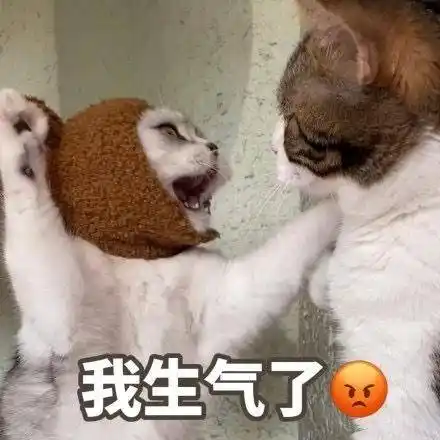 暴躁猫咪表情包合集|我生气了,不和你好了