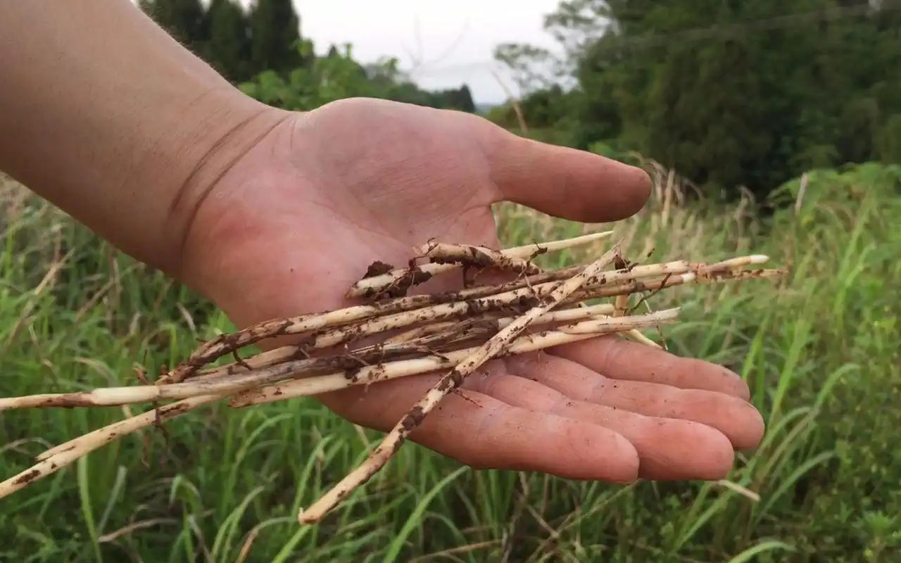 茅草根,曾经童年的零食,现在只是回忆!