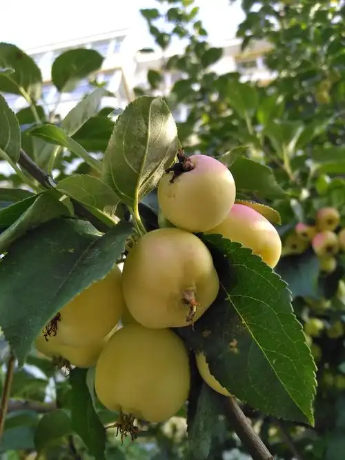海棠树开花了果实熟了