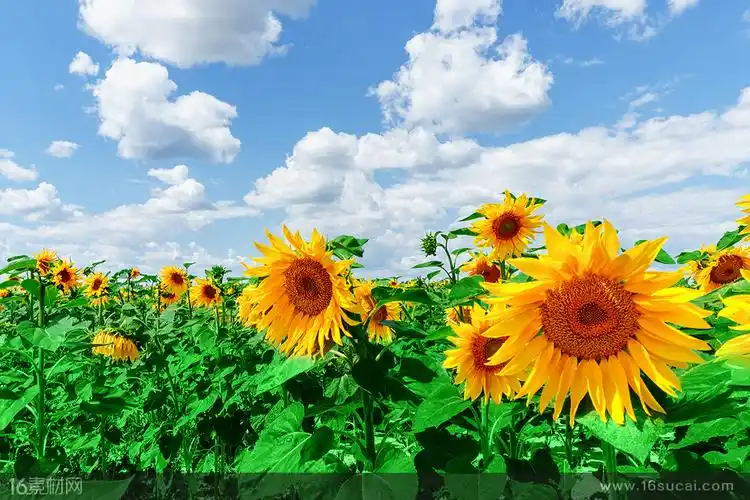 关键词:蓝天白云向日葵葵园花朵绿叶植物农作物种植园花卉美丽大自然
