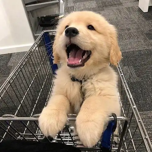 适合永久做头像的呆萌金毛 相关标签 可爱壁纸金毛小狗呆萌可爱