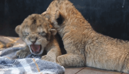 两只老虎花花的萌萌哒一起打闹gif动图_动态图_表情包下载_soogif