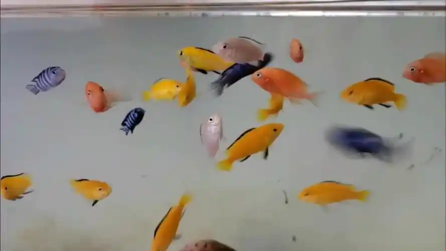 夏天就要五彩斑斓的.三湖慈鲷