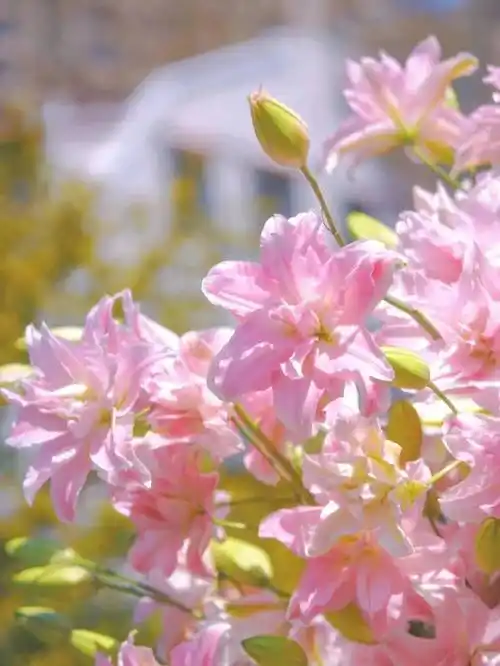 壁纸 花 桌面 1080_1439 竖版 竖屏 手机