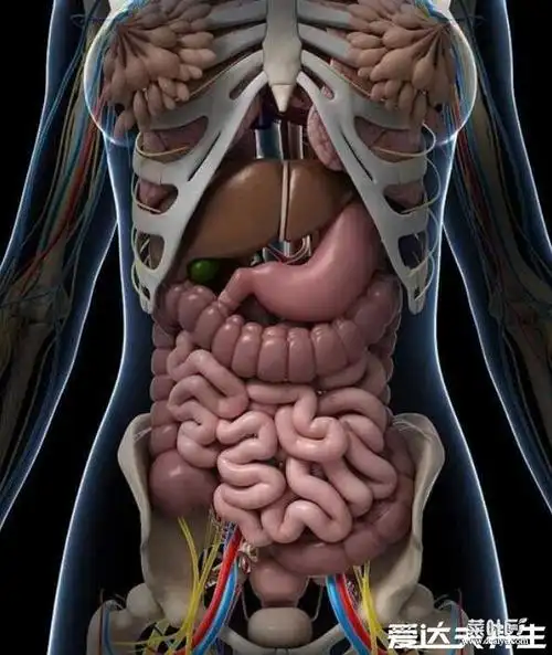 人体内脏器官位置分布图,五脏六腑的位置分布及功能介绍