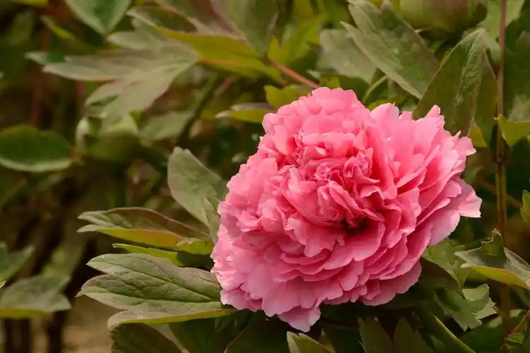 原图欣赏-太平洋摄影部落