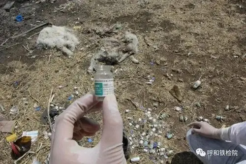 呼和铁检院:铁路沿线发现大量羊尸 检察建议助力疫情防控