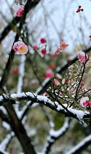 踏雪寻梅,梅花似雪