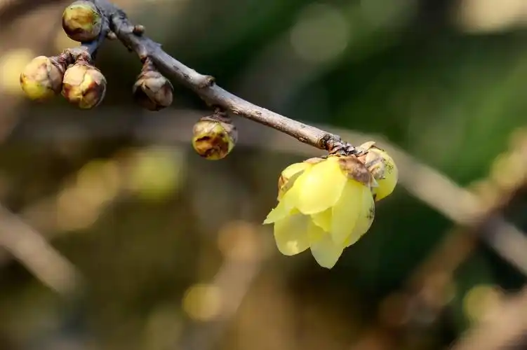 梅花香自苦寒来