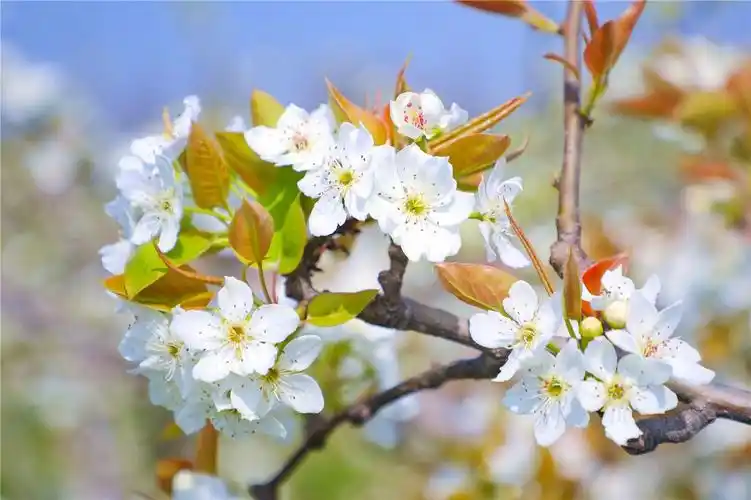 眼下,除了桃花,樱花,油菜花盛放之外,雪白的梨花也迎来最美花期.
