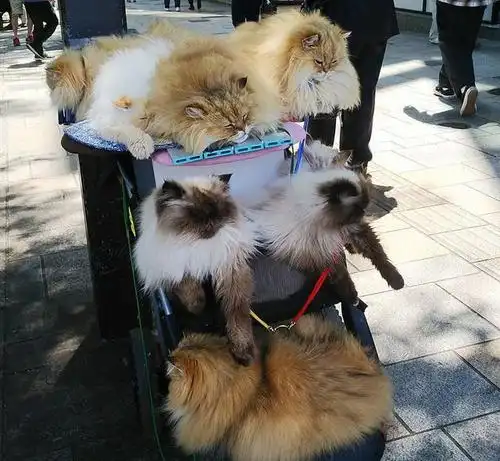 大叔每天带10只波斯猫逛街,背后的初衷让人敬佩!