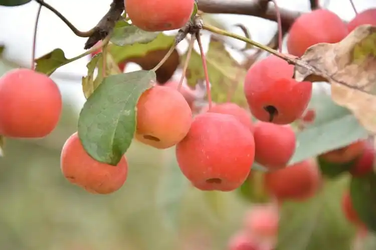 十月丰收季海棠果