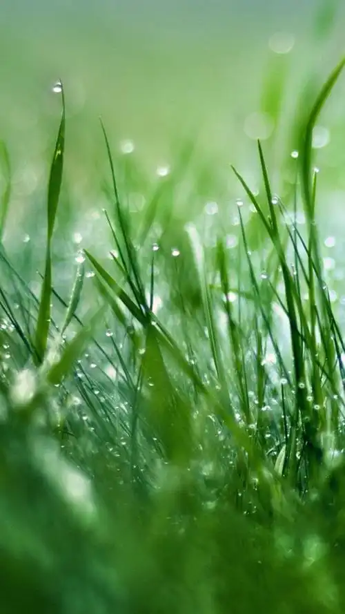 小清新唯美绿色护眼植物,高清图片,手机锁屏桌面-壁纸族