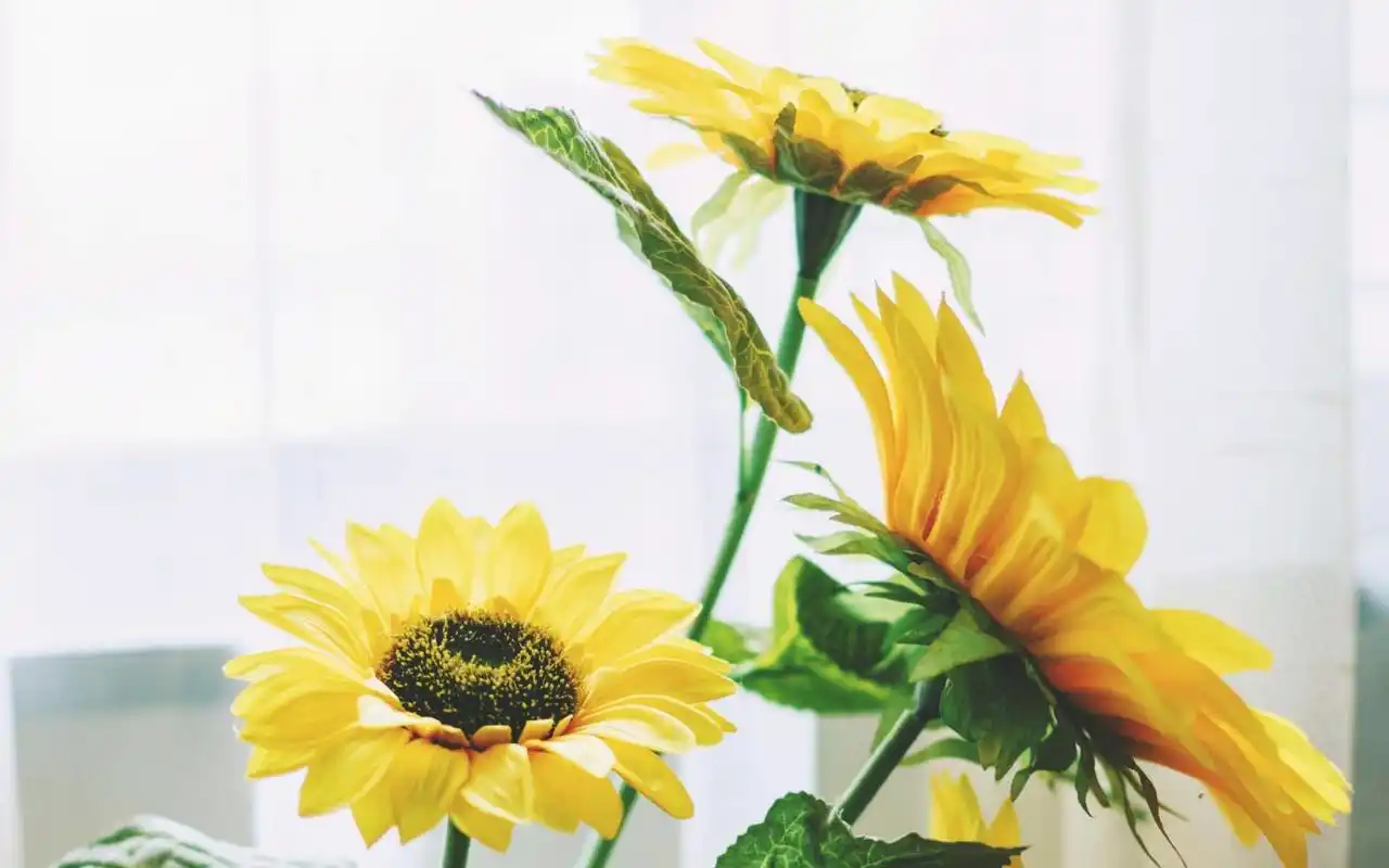 唯美静物高清治愈系桌面壁纸图片高清大图预览1920x1200_风格壁纸下载