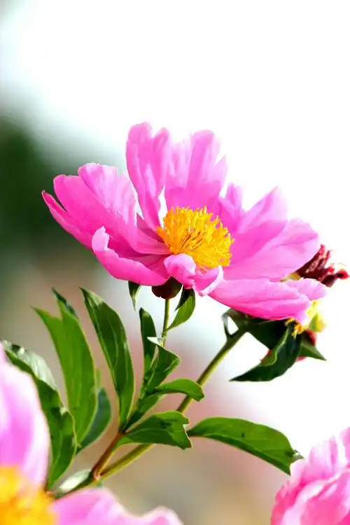 其它 芍药花 写美篇芍药花 牡丹花中王 芍药堪称相