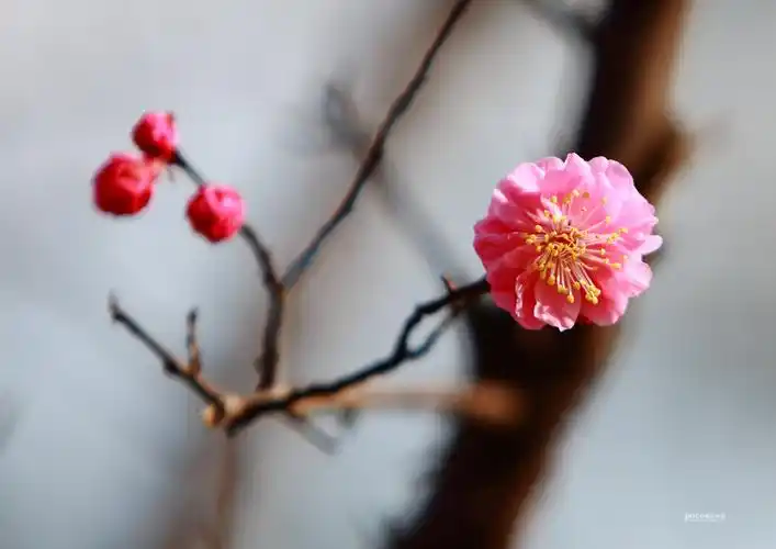 标题:植物园梅花