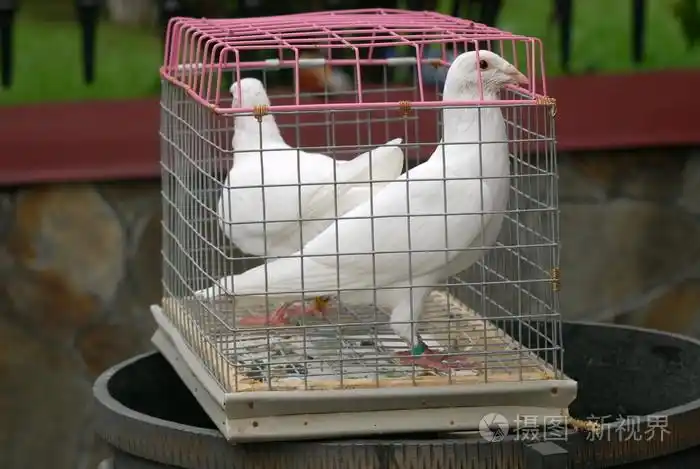 在一个笼子里的鸽子