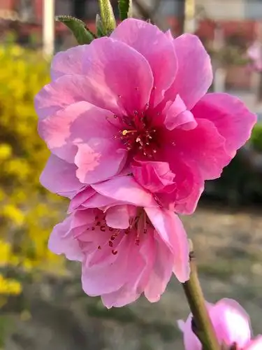 美丽的双瓣桃花