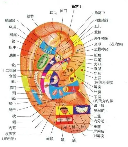 健康自测从耳朵看体内所患疾病