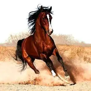 骏马奔驰头像