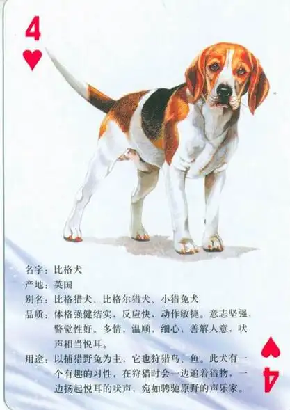 世界名犬大全