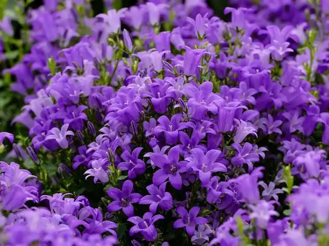 蓝紫色的铃铛花 壁纸 - 1600x1200