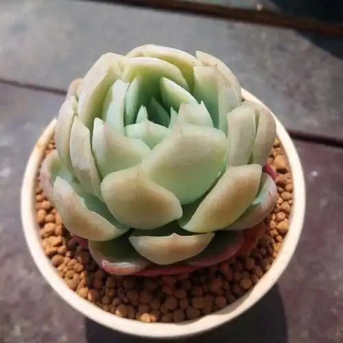 冰梅多肉怎么养