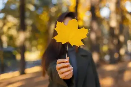手中握着金色枫叶照片