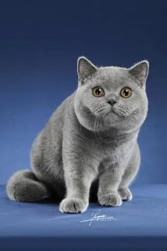 英国短毛猫|摄影|宠物摄影|amyworks2ocean - 原创作品 - 站酷 (zcool