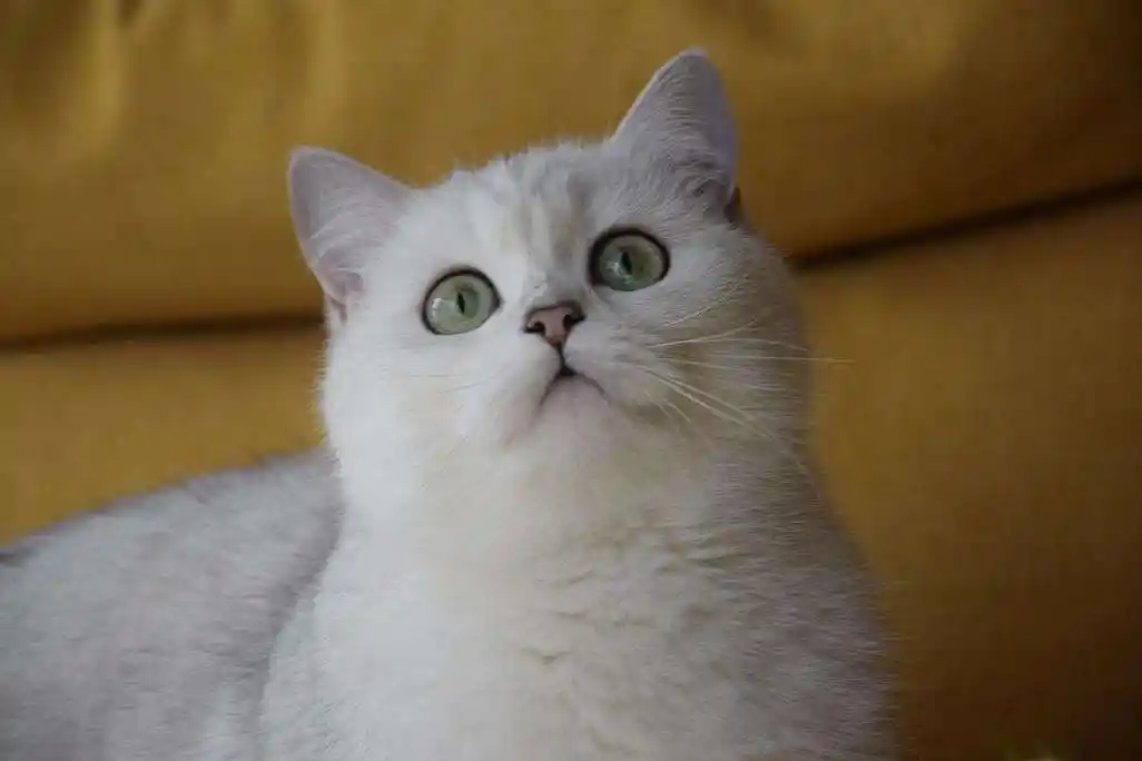 英短银渐层是由英国短毛猫(蓝灰色)与金吉拉猫繁育而出的英短品种色