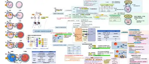 医学免疫学-3.b细胞