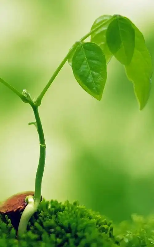 绿色植物h5背景