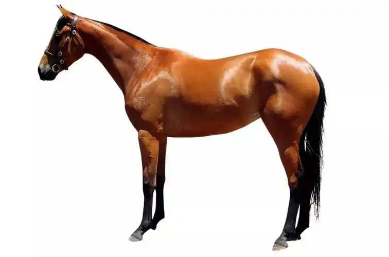 温血马是指热血马与冷血马的混血,不管是性格和体型,个性,都界于两者