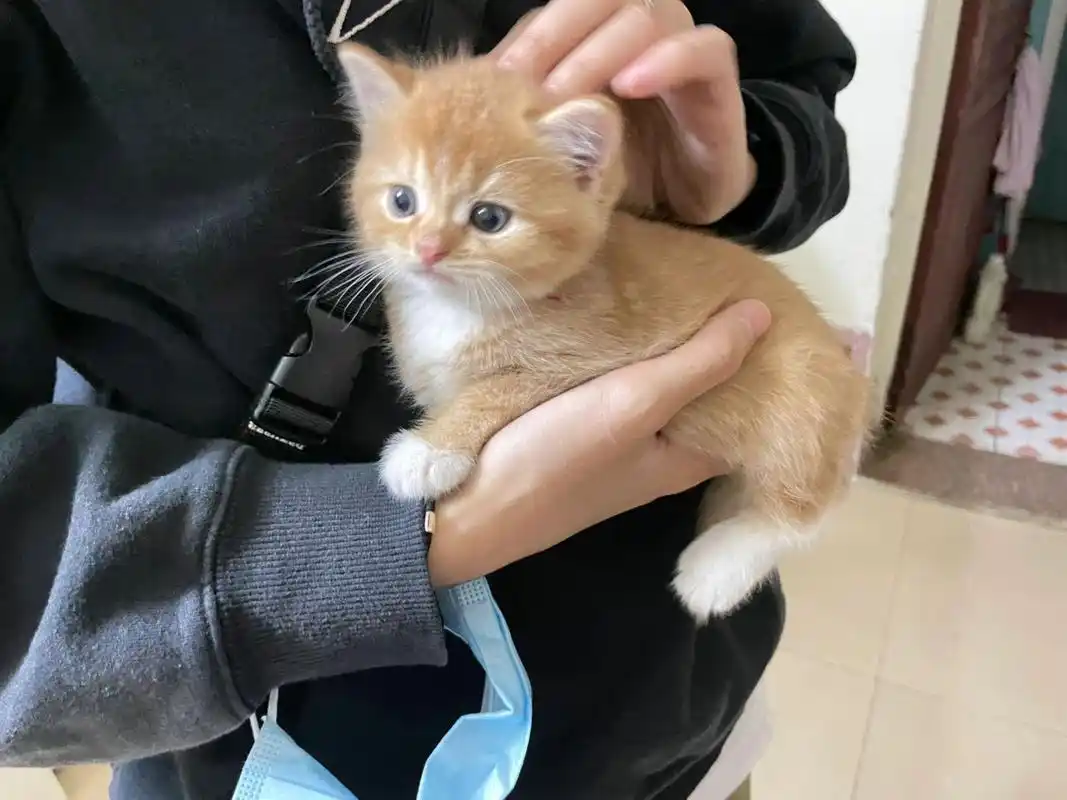 小猫爸爸是金渐层,猫妈妈是乳白英短,生了六只小猫全是橘橘的颜色