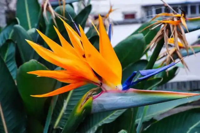 尼古拉鹤望兰(尼古拉鹤望兰开花吗)_植物知识网